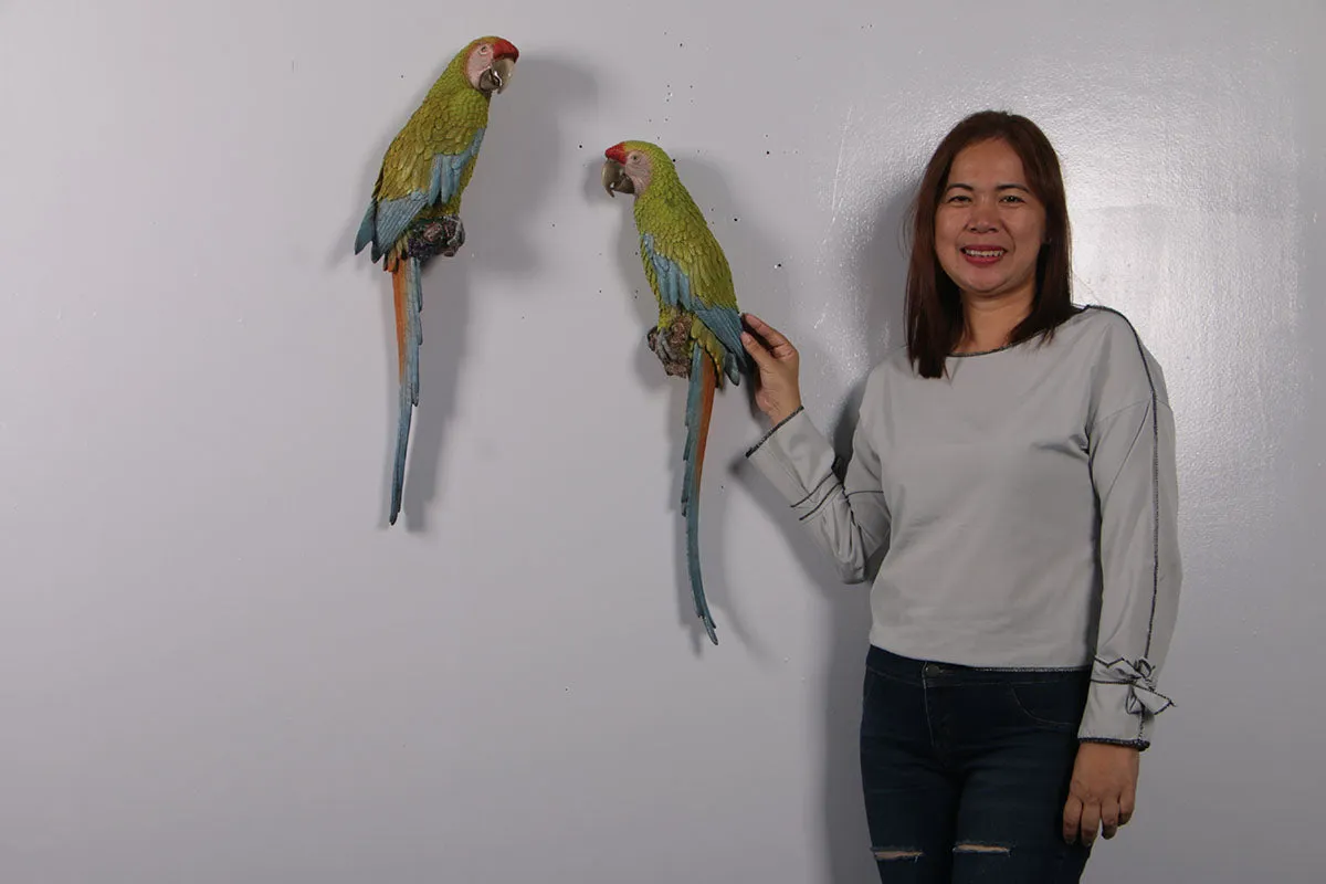 Macaw Buffon Lover Parrots Life Size Statue